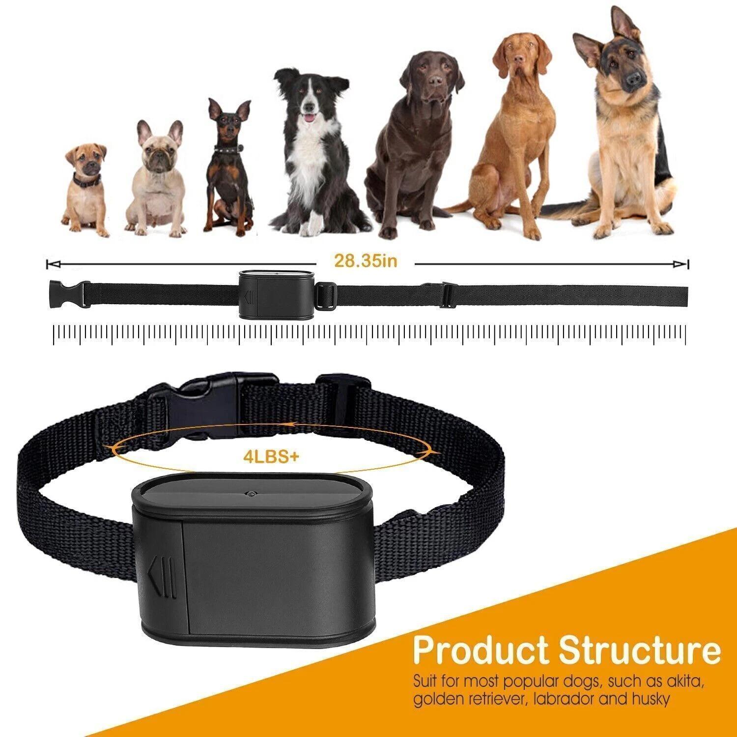 Standard Collar